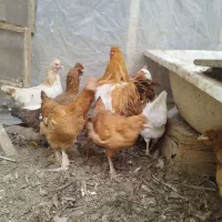 خروس گلین جوان ۹ماهه مرغگیر سالم درشت|حیوانات مزرعه|فردیس, شهرک شهید حسینی|دیوار