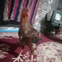 خروس دورگ