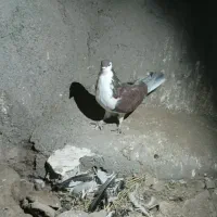 کفتر کبوتر|پرنده|مشهد, کشف|دیوار