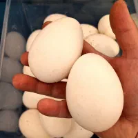 تخم قوغاز تازه و با کیفیت