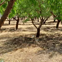 انجام کلیه امورخدمات کشاورزی درطرح های عمان سامانی