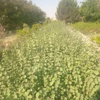 درخت ارغوان|گل و گیاه طبیعی|کرج, اتمسفر|دیوار