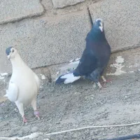 سه عدد کبوتر|پرنده|دلبران, |دیوار