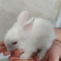 بچه خرگوش