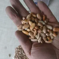 لوبیا کپسولی لوبیا کشاورز|خوردنی و آشامیدنی|تهران, آبشار|دیوار