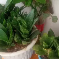 گل آلوورا|گل و گیاه طبیعی|نیشابور, گنبد سبز|دیوار