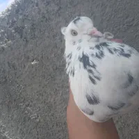 کبوتر