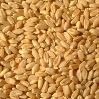 گندم
