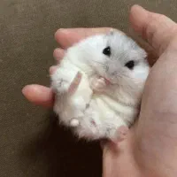 همستر نژاد مینیاتوری|موش و خرگوش|ارومیه, |دیوار