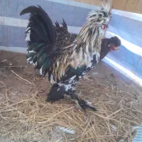 مرغ و خروس سلطانی