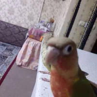 دو عدد طوطی گرینچیک سخنگو