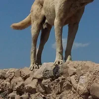 سگ گوسفندی|سگ|شیروان (خراسان), |دیوار