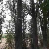 ۱۰۰ اصل صنوبر