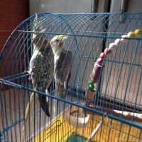 معاوضه با لاری|پرنده|رشت, کوی فکوری|دیوار