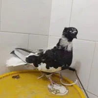 کبوترشاپر|پرنده|چرداول, |دیوار