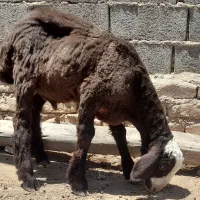 گوسفند سبک نر