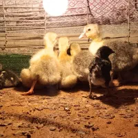 جوجه غاز 6 روزه سالم سرحال