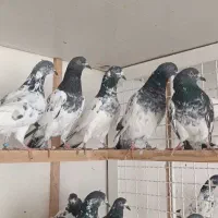 کبوتر ساعت سنگین|پرنده|رشت, تازه آباد|دیوار