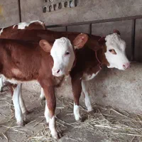 برای قیمت انواع گوساله سبک‌‌‌فقط تماس بگیرد|حیوانات مزرعه|بندر ترکمن, |دیوار