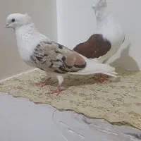 کبوترپشت زرد خال سیاه داروپشت سرخ نروماده