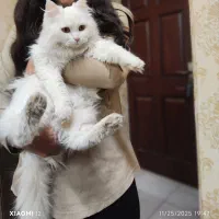 گربه پرشین فروشی|گربه|کرمان, |دیوار