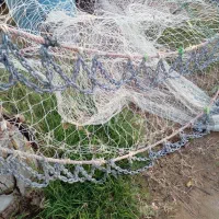 جل قایق حلوا