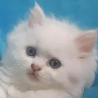 پرشین عروسکی ۲ ماهه