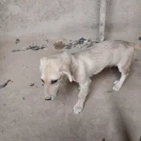 سگ پاکوتاه|سگ|نیشابور, شهرک فرهنگیان|دیوار