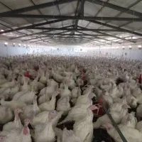 بوقلمون بوربون برنز|حیوانات مزرعه|مرودشت, بیست متری بیمارستان|دیوار