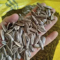 تخمه آفتابگردان تازه وامسالی