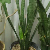 گل سانسوریا هویا|گل و گیاه طبیعی|تربت‌حیدریه, یحیی آباد|دیوار