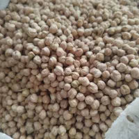 نخود پاییزه قوریشه پایه کوتاه