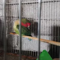 طوطی کوتوله برزیلی