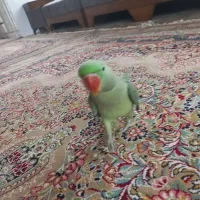 فروش شاه طوطی