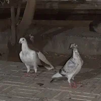 فروش کبوتر