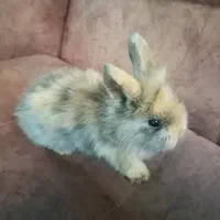 خرگوش لوپ|موش و خرگوش|نجفآباد, شهدای غربی|دیوار