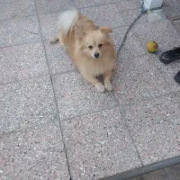 سلام پامرروباهی خوشرنگ تربییت شده قیمت ۹|سگ|بیرجند, |دیوار