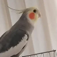 یک جفت عروس هلندی مولد سخنگو