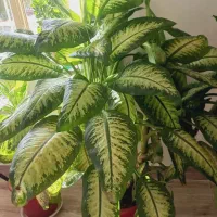 گل دیفن|گل و گیاه طبیعی|کوزران, |دیوار