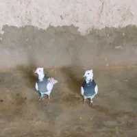 سلام طوقی نر و ماده به فروش میرسد