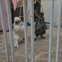 خروس ابریشمی|حیوانات مزرعه|تهران, دردشت|دیوار