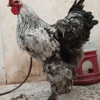 خروس برهما ۹ ماهه