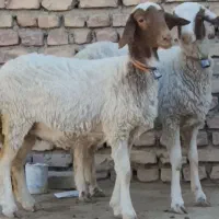 2راس بره ماده قوچ خورده کله بور|حیوانات مزرعه|کاشمر, |دیوار