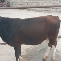 یک عدد گوساله ماده