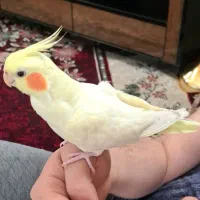 عروس هلندی جوان بزرگ و کوچیک