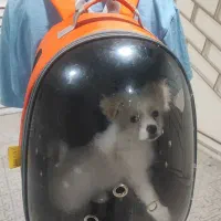 واگذاری توله پامرین