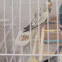 یک چفت عروس هلندی