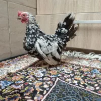 مرغ و خروس مینیاتوری جاپنیز