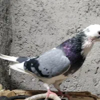 کبوتر شازده سبز.و سبز