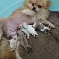 ۵ تا ماده پامرانین زیبا|سگ|ساری, |دیوار